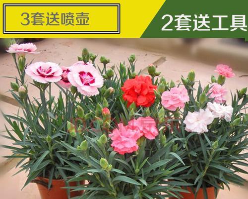 怎么种康乃馨种子（康乃馨的种植方法和时间）