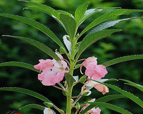 凤仙花的种子怎么种植（凤仙花的种植方法和注意事项）