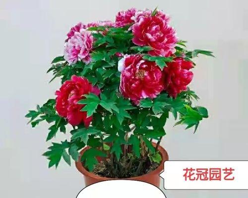 牡丹花老桩怎么种植（牡丹花的种植方法和时间）