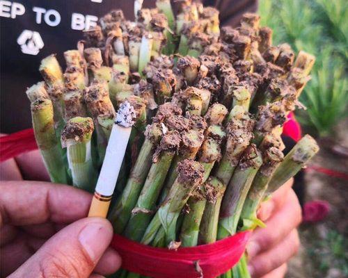 韭菜种子怎么种植容易发芽（韭黄种植技术）