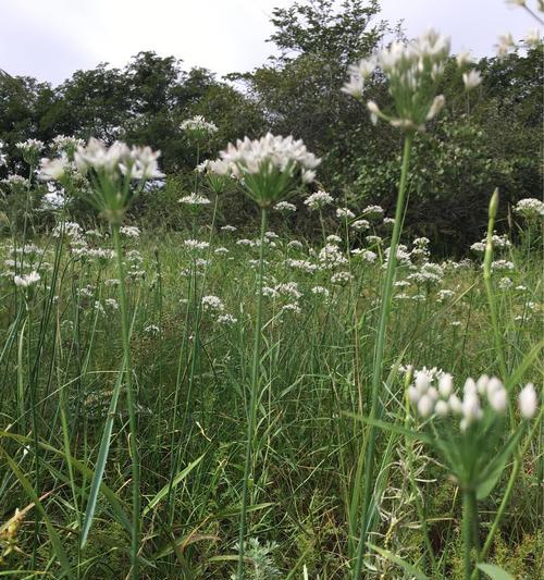 8月种什么农作物最合适（种植蔬菜的方法与技巧）