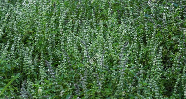 荆芥啥时候种（荆芥种植方法和时间）