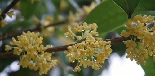 桂花树怎么播种（桂花树种植方法与技巧）