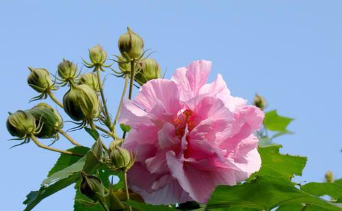 芙蓉花怎样栽培（详解芙蓉花的种植与养护）