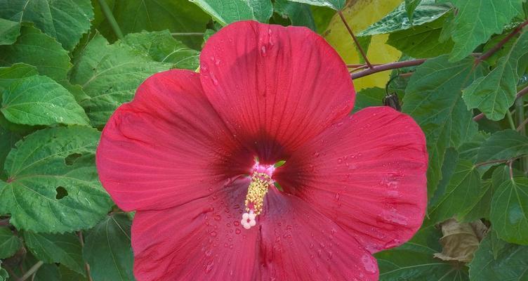 芙蓉花怎样栽培（详解芙蓉花的种植与养护）