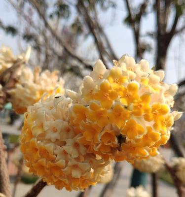 结香花的正确养法是什么（养护结香花的注意事项）