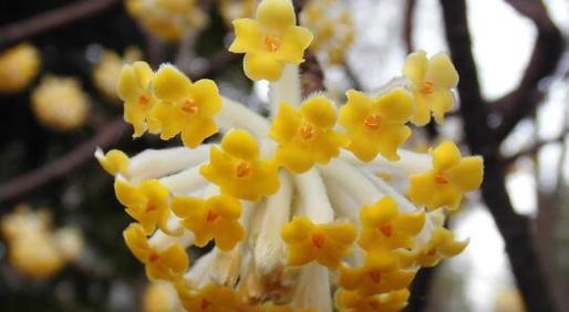 结香花的正确养法是什么（养护结香花的注意事项）