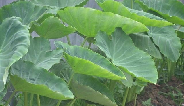 毛芋头什么季节种植（毛芋种植时间及方法）