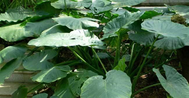 毛芋头什么季节种植（毛芋种植时间及方法）