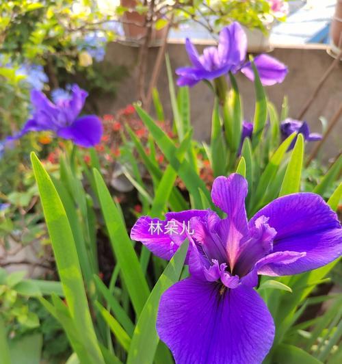 鸢尾花什么时候开花（有关鸢尾花的花期简介）