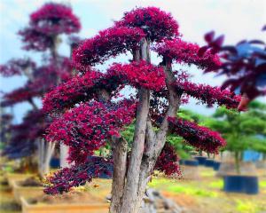 红花荀木盆景怎么养护（红花荀木盆景栽培技术要点）