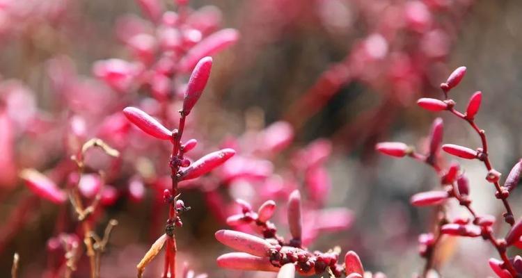 碱蓬草是什么植物（养碱蓬草的注意事项）