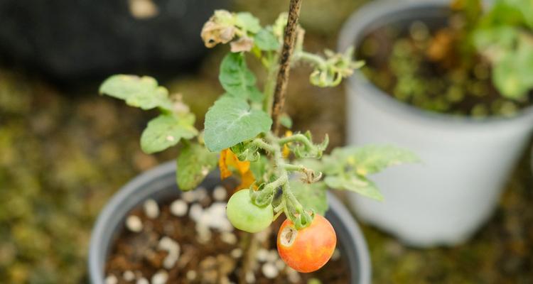 西红柿的种植方式有哪些（西红柿的种植方法和时间）