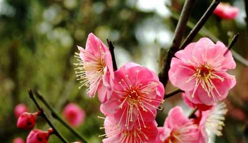 梅花开花时间是什么时候（有关梅花花期简介）