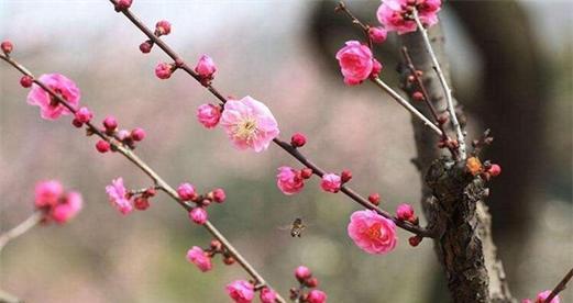 梅花开花时间是什么时候（有关梅花花期简介）