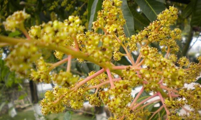 芒果树怎么种植（芒果树种植技术与管理）