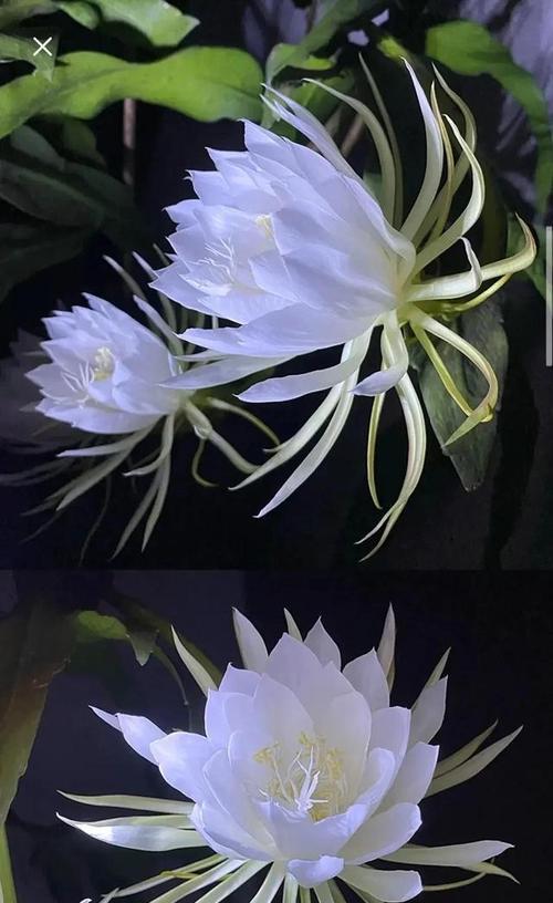 昙花的花语和传说（探秘昙花的美丽与神奇）