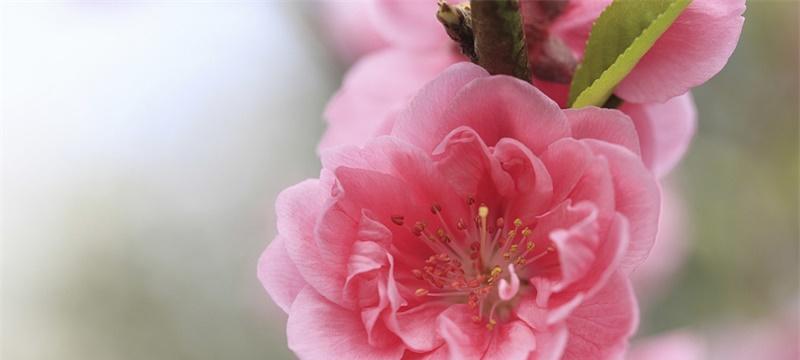 桃花的花语与寓意（桃花花语的深层解读）