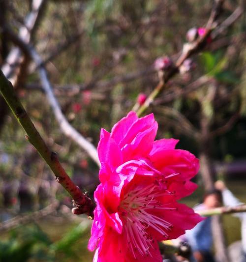 桃花在古代的象征与寓意（桃花的文化意义与传统象征）