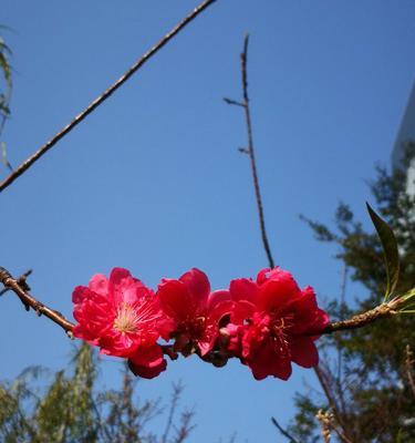 桃花在古代的象征与寓意（桃花的文化意义与传统象征）