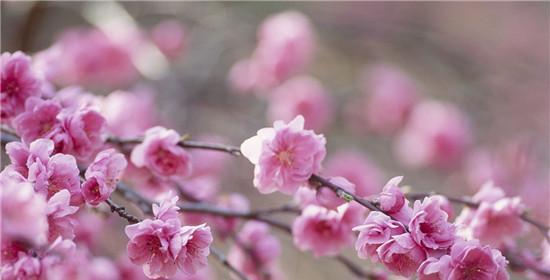 桃花花语（探索桃花的花语及其神秘背后的意义）