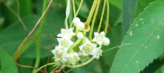 菟丝花的意义与象征（探索菟丝花的文化内涵与美学价值）