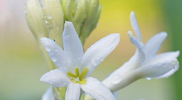 晚香玉花的寓意与象征（花开之香）