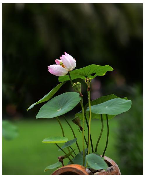 碗莲花语——寓意深远的美丽（探寻碗莲花的意义与象征）