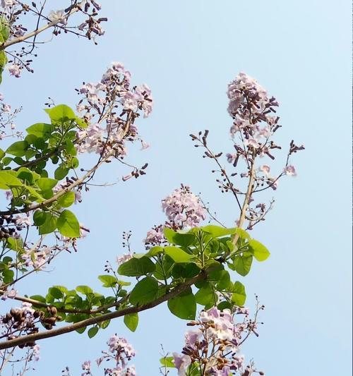 梧桐花的花语与美好祝愿（探索梧桐花的独特花语）