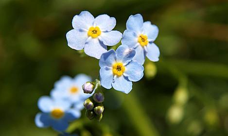 以勿忘我的花语，永远铭记（如何用花语传递深情）