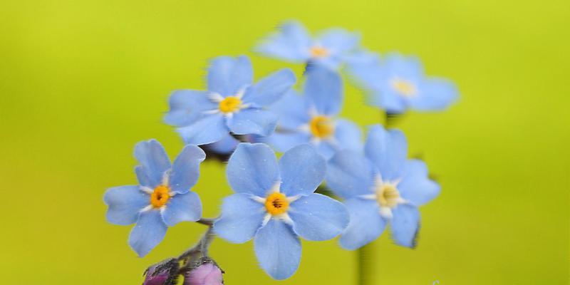 勿忘我花语与寓意（花开勿忘）