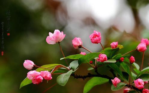 以西府海棠花语探秘（揭秘以西府海棠的花语）