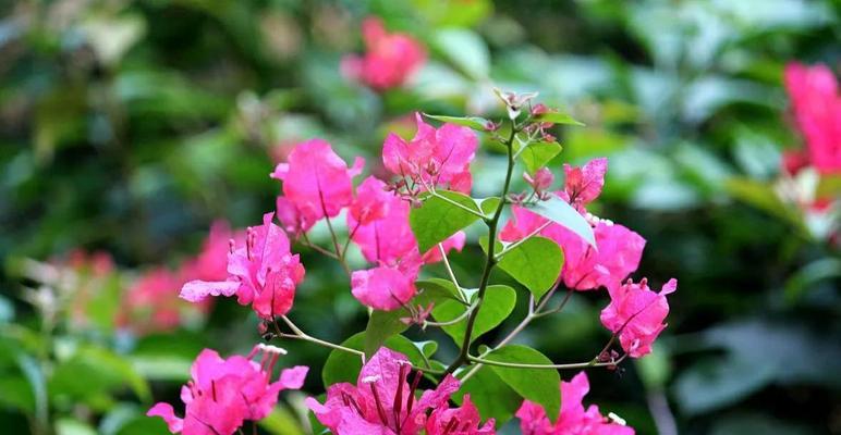 夏天的花海浪漫绽放（绽放在夏日里的美丽花朵）