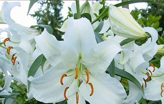 香水百合花语（揭秘香水百合的花语之谜）