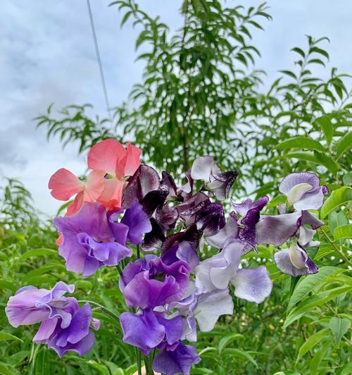 香豌豆花语大揭秘（深入解读香豌豆花的15种寓意）