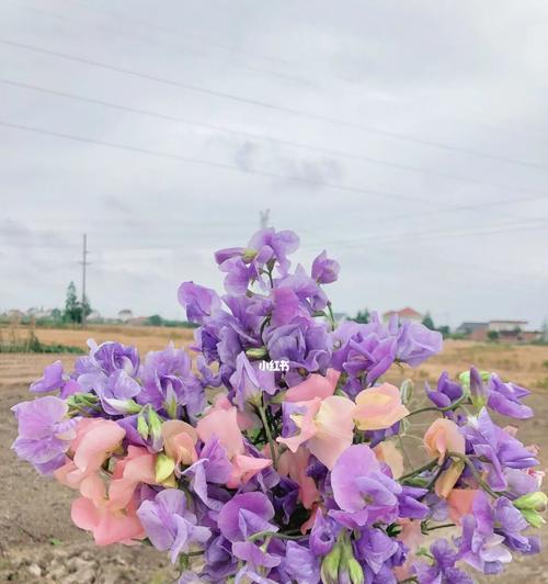 香碗豆花（传承百年味道）