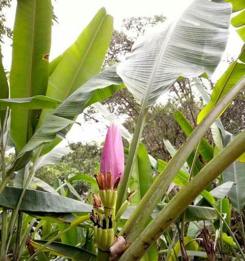 芭蕉花，食之可口（营养丰富）