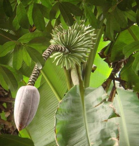 芭蕉是一种草本植物吗（科学家探讨芭蕉的分类）