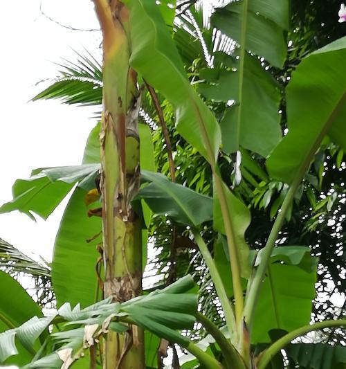 芭蕉（探究芭蕉植物在热带气候下的独特性能和适应能力）