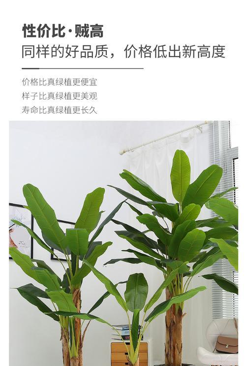 芭蕉树养护指南（如何让你的芭蕉树更旺盛）