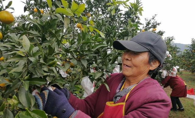 耙耙柑种植全攻略（了解种植条件）