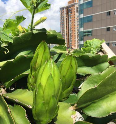 霸王花的样子和特点（揭秘霸王花的美丽与野性）