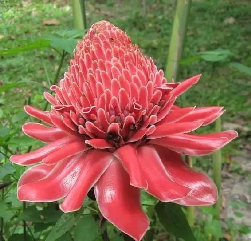 盛开的美丽与神秘——霸王花的开花时间与寓意（探寻霸王花的美丽和神秘）