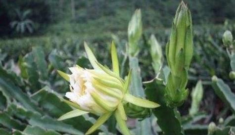 霸王花——南方热带风情的代表性植物（了解这个著名的藤本植物）