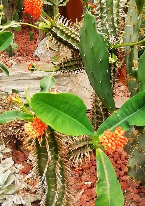 霸王花开花次数（揭秘霸王花开花时间和注意事项）