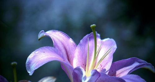 白百合花语与意义（探寻白百合的浪漫与神秘）