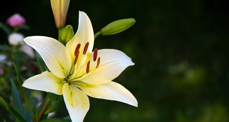 白百合花的寓意和象征意义（神圣）