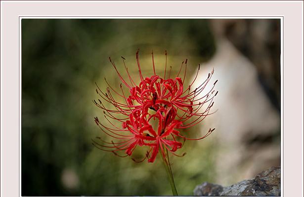 白彼岸花的象征意义（探寻白彼岸花的文化内涵）