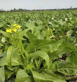 白菜苔种植方法详解（从时间到技巧）