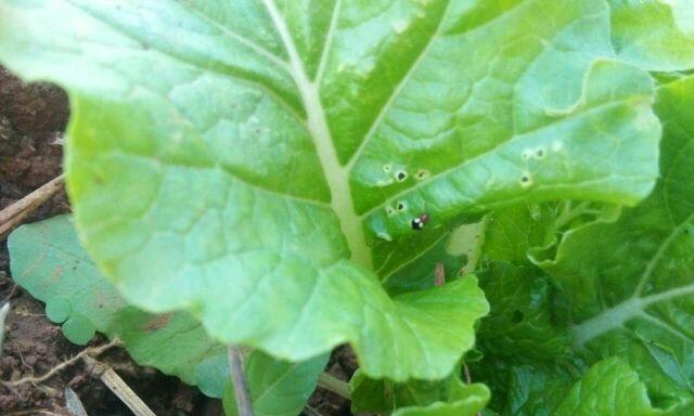 如何有效地处理白菜长虫子（从检查到施药）